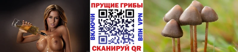 где можно купить наркотик  Тайшет  блэк спрут маркетплейс  Галлюциногенные грибы мухоморы 